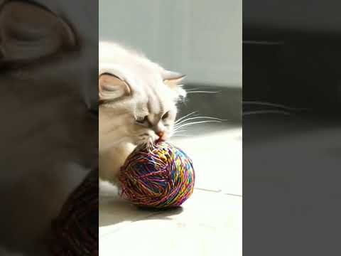 cat playing.#catlove.