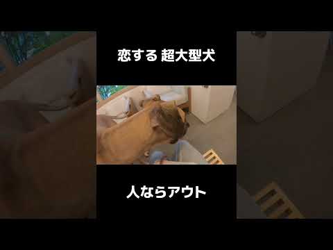 【超大型犬】これが人ならアウトw #shrots