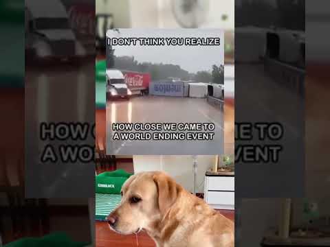 #memes #story #dog #shorts #pets