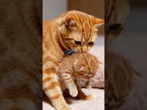 Oren cat is playing with his child #kucinganggoralucudanimut #cat #funny