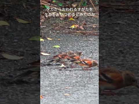 あ!トリがたくさん(文字つき)