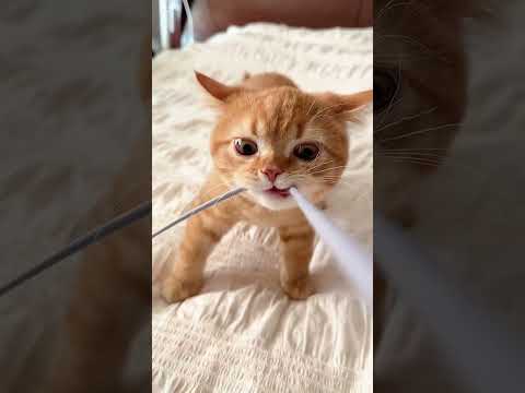 Kucing tarik tambang #catdaily #catlovers #catshorts #catcute #catmemes