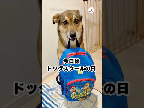 猫の動画サムネイル - ドッグスクールに通うワンコのお弁当がこちら｜PECO