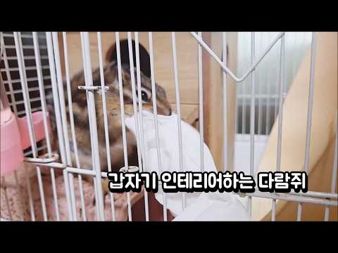 갑자기 인테리어하는 다람쥐