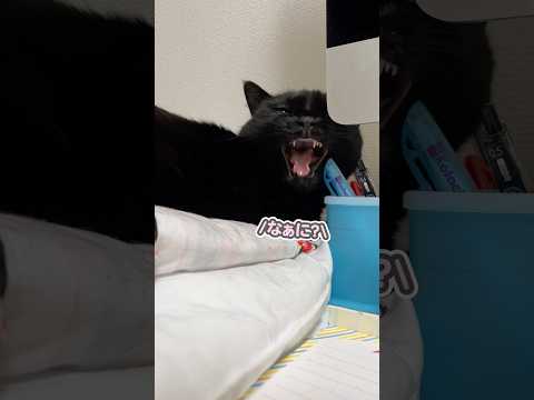 名前を呼ぶと「なぁにぃ？」と、天使のような声で応えてくれる猫