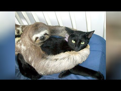 Super WEIRD & CUTE ANIMAL FRIENDSHIPS - I BET you will LAUGH FOR HOURS - UCKy3MG7_If9KlVuvw3rPMfw
