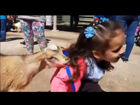 شاهد بعض اللقطات المضحكه والعشوائية من بعض الحيوانات لن تتوقف عن الضحك 😂😂