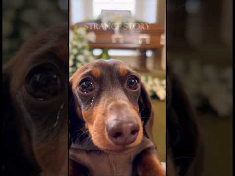 Heartbreaking: Loyal Dachshund Cries at Owner's Funeral 😭