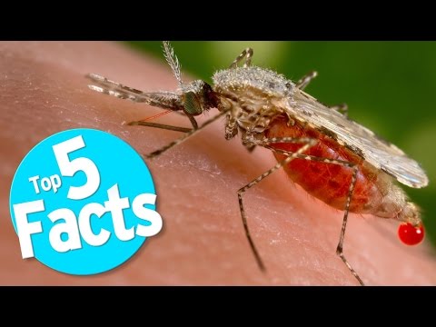 Top 5 Mosquito Facts - UCaWd5_7JhbQBe4dknZhsHJg