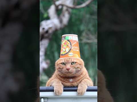 猫の動画サムネイル - 海鮮の旨みちゃんぽん　250615 #cat #cute #ねこ #猫のいる暮らし　#のせ猫　 #ネコ　 #cutecat #kitten #猫のいる生活
