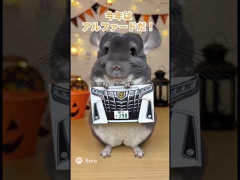 ハロウィンコスプレに迷うチンチラさん。今年はアルファードに決めた！#AI#チンチラ#ハロウィン#アルファード#390#コスプレ