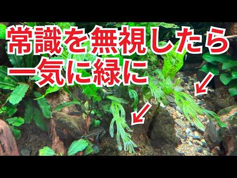 【目からうろこ】陰性水草が黒くなる、その原因はこれです