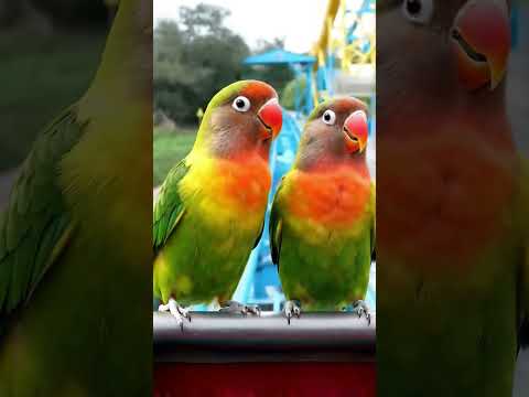 Enjoying 😇😇😇#highlights #birds #viral #viralvideo #lovebirds #cockatiel #newmusic #song #love