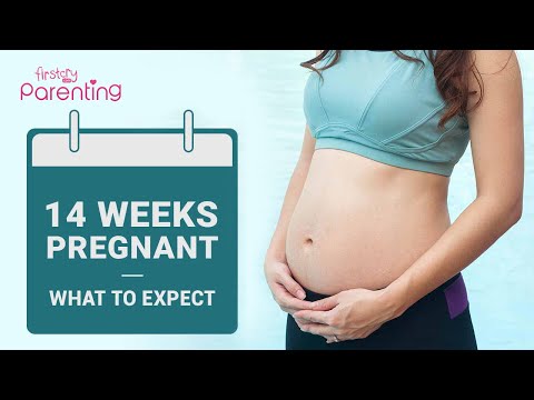 14 Weeks Pregnant: What to Expect