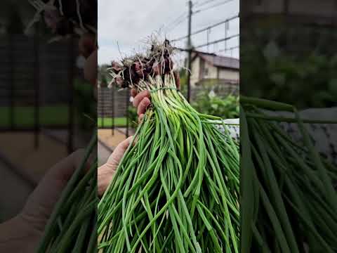 Six Years of Our Gardening (Episode 146)