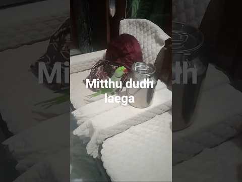 cute #funny #nonstoptalkingparrot #parrot