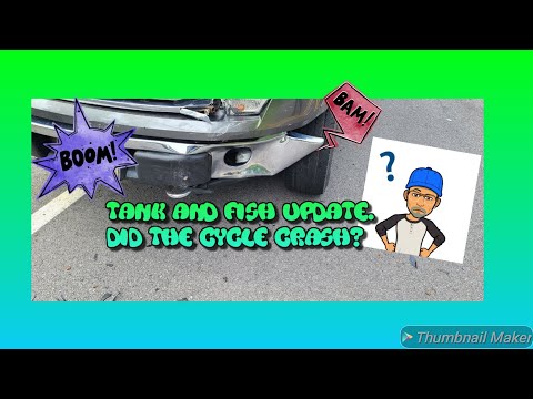 Update on the tank and fish. Did the cycle crash? In this video, did the cycle crash? I show how the tank and fish are doing months later using my mak