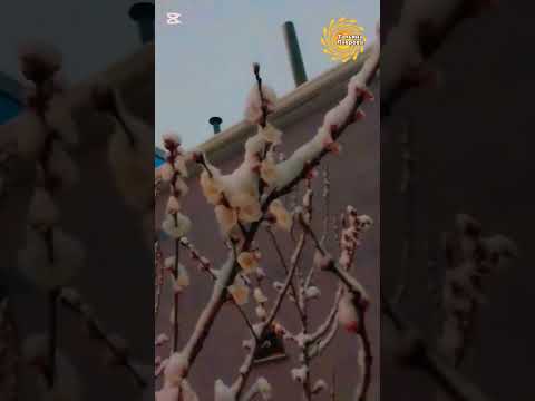 Март забыл, что Он-Весна! #шымкент