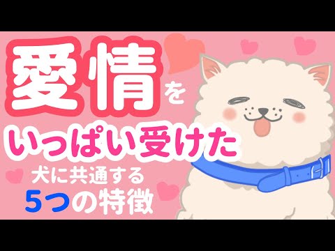 飼い主の愛情をいっぱい受けた犬に共通する5つの特徴