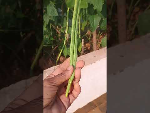 🙏🔥Live life with # full of#. energy with green vegetables 🥒🌱