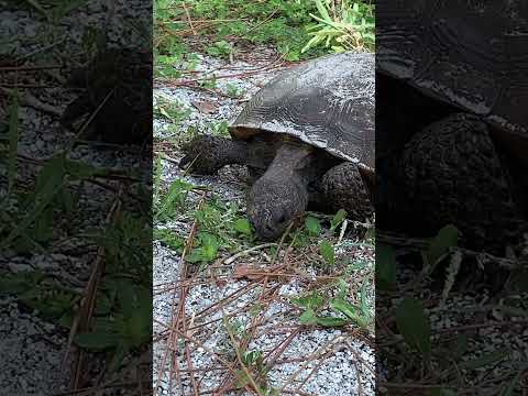 Turtle Mukbang 🌿🐢 #cute #turtle #mukbang