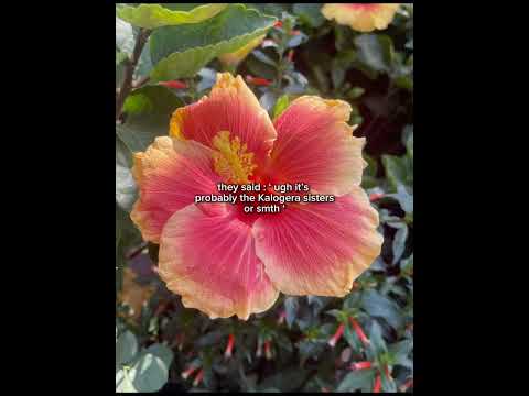 like omg twin #kalogerasisters #trending #viral #love