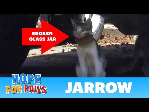 A broken jar over this cat's head almost killed him! - UCdu8QrpJd6rdHU9fHl8J01A