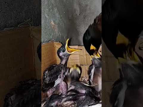 Sweet Moments with Myna Bird Babies (p 19) #shorts