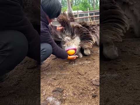 How Do Farmers Know About Ostrich Egg 🥚🤔#shorts #ostrich