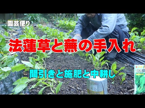 法蓮草と蕪の間引きと施肥  2023