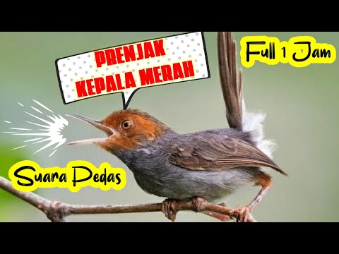 FULL 1 JAM MASTERAN PRENJAK KEPALA MERAH, SUARA PIKATAN !!!