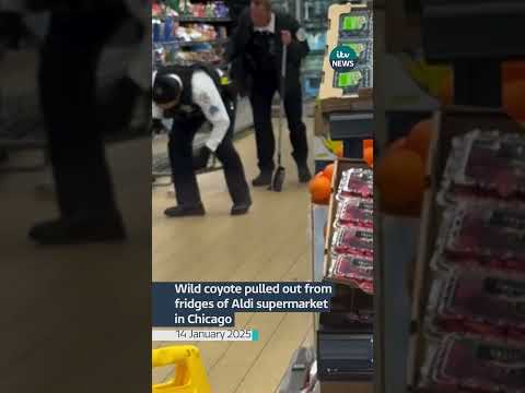 Wild coyote pulled out from fridges of Aldi supermarket in Chicago #news #itvnews
