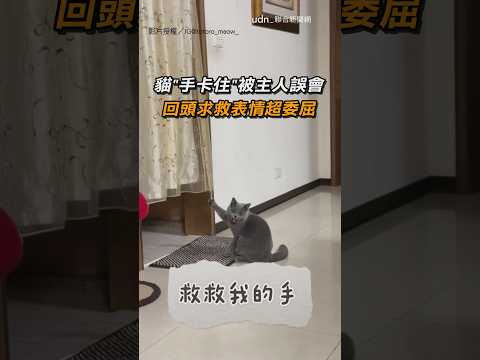 【表情包+1】貓「手卡住」卻被主人誤會 回頭求救表情超委屈｜貓咪｜奴才｜求救｜表情｜寵物