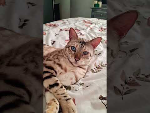 В Кока Коле очень много сахара | Цитаты Стэтхема #кот #бенгал #цитаты #цитатыстетхема #юмор