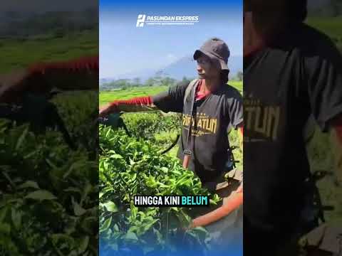 Buruh Pemetik Teh di Subang 10 Tahun Mengabdi, Penghasilan Masih Labil #jalancagak #subang#shorts