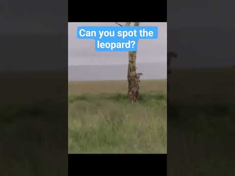 Can you spot the leopard?
