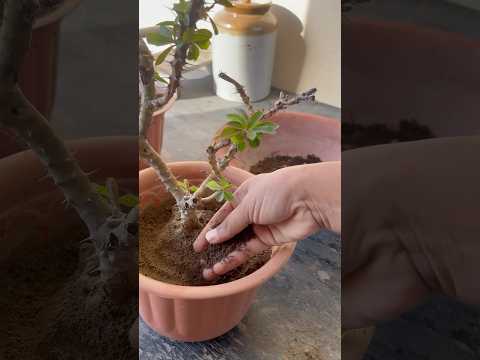 *Euphorbia Milii* also deserve fertiliser & propagation🌵🪴 #shorts #short #ytshorts #terracegarden