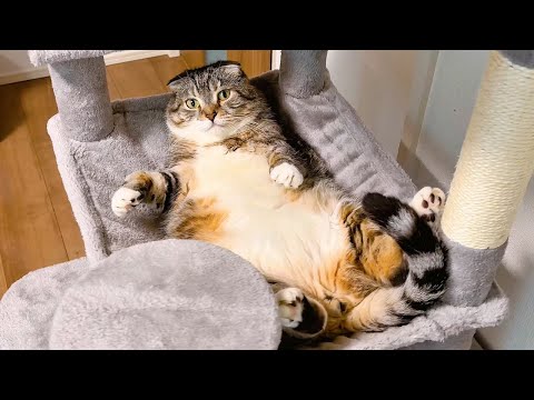 大型猫用ハンモックタワーに挑戦したりっちゃんの様子 サムネイル