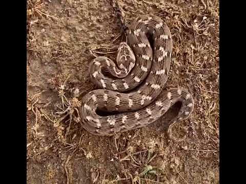 The Worlds most deadly snake 🐍 is only 12”-25” long 🤔