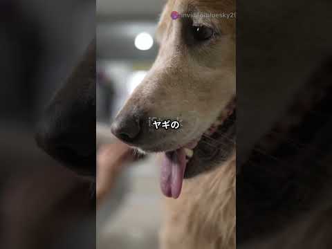 【癒しと笑い】動物の面白い話⑲|保存必須!