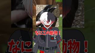 【神回】この動物知ってる人0人説#shorts #vtuber #錯覚動画