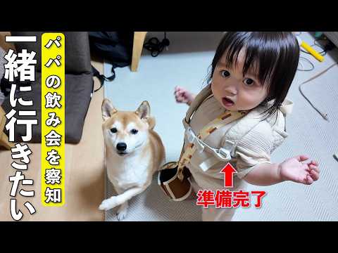パパのお出かけについて行こうとする柴犬と1歳児が可愛すぎましたw