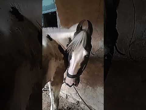 horse video editing #horse #horseriding #trending #shorts #ytshorts #animals #automobile