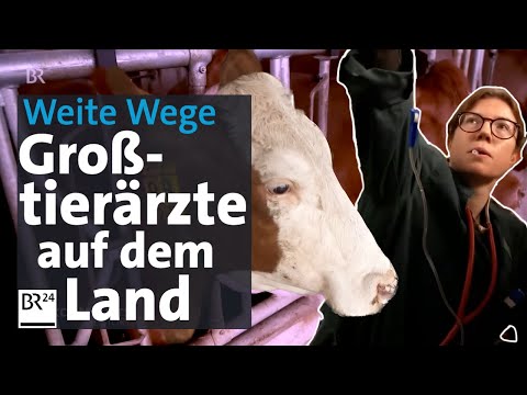 Großtierärzte: Weite Wege, viel Bürokratie und immer mehr Arbeit | Die Story | Kontrovers | BR24