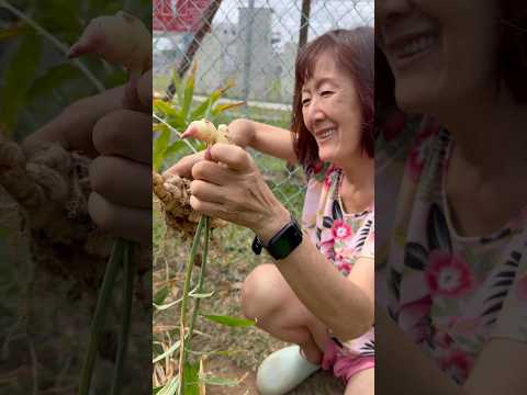 సింగపూర్ ఫామ్ లో అల్లం హార్వెస్ట్#singapore#telugu#youtube#shorts# farming# ginger harvest# viral