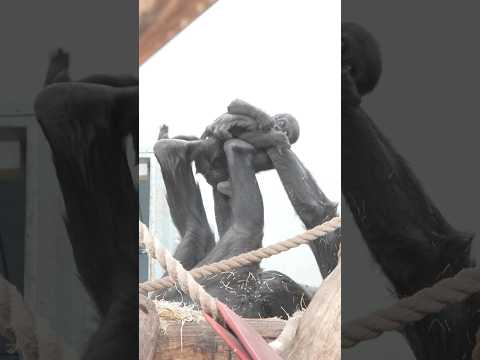 Mosi Lifts Baby Makongo While Zola Snuggles Close #gorilla #babygorilla
