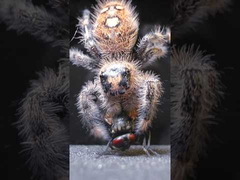 👉 JUMPING SPIDER in ACTION: DOUBLE PREY in a MATTER of SECONDS