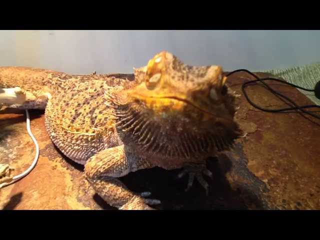 Why Is My Bearded Dragon Twitching and What Should I Do About It?