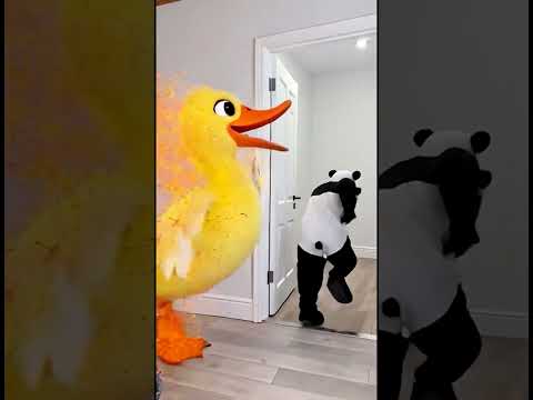 Marvelous Dancing Polish Cow funny duckling cow dance Cow Song Antarctica penguins farm cow milk