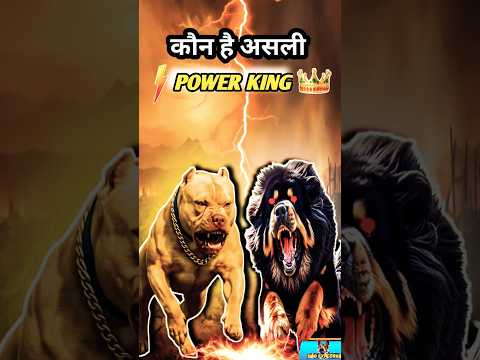 Pitbull vs Tibetan Mastiff 💥 Ultimate Power Battle! ||#pitbull #dogshorts #dogexplorer